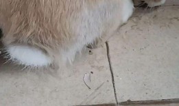 娱乐吃瓜小兔兔,小兔兔的吃瓜日常