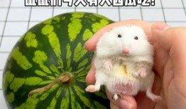 娱乐吃瓜鼠,揭秘娱乐圈那些不为人知的幕后故事