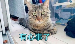 娱乐吃瓜小猫咪视频大全,盘点全网最火的吃瓜小猫咪视频合集