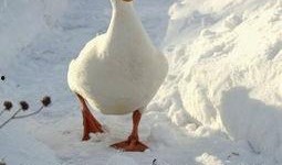 娱乐吃瓜酱鸭鸭视频下载,揭秘热门视频下载攻略