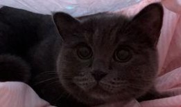 娱乐吃瓜小猫咪,揭秘娱乐圈那些事儿