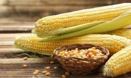 娱乐吃瓜酱玉米视频,娱乐吃瓜酱带你领略趣味横生的娱乐世界