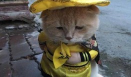 小鱼吃瓜娱乐圈微博,小鱼吃瓜，揭秘明星幕后故事