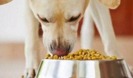 娱乐吃瓜养狗视频在线观看,在线观看乐翻天！