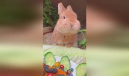 娱乐吃瓜小兔子视频下载,揭秘娱乐圈幕后故事