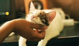 娱乐吃瓜猫捉鸟百度云,猫捉鸟奇遇记，百度云独家放送