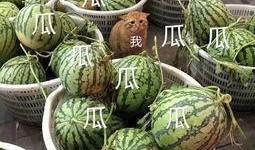 娱乐吃瓜酱文化,揭秘明星幕后故事与粉丝狂欢盛宴