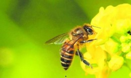 蜜蜂吃瓜娱乐,揭秘甜蜜背后的趣味世界