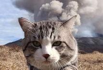 娱乐吃瓜猫捉鸟百度云,猫捉鸟奇遇记，百度云独家放送