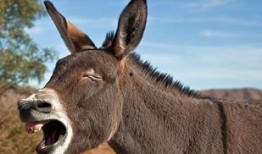 驴系青年娱乐吃瓜酱,揭秘娱乐圈幕后故事