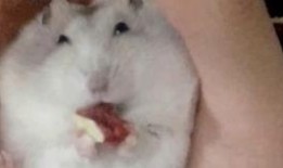 娱乐吃瓜鼠,揭秘娱乐圈那些不为人知的幕后故事