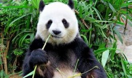 娱乐吃瓜酱功勋大熊猫,国宝传奇，熊猫界的明星风采