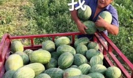 吃娱乐圈瓜,揭秘明星背后的故事与真相