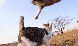 娱乐吃瓜猫捉鸟百度云,猫捉鸟奇遇记，百度云独家放送