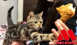 娱乐吃瓜小猫咪视频大全,盘点全网最火的吃瓜小猫咪视频合集